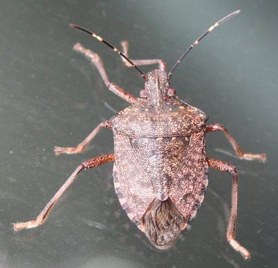 Brown marmorated stink bug