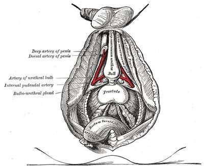 Bulbourethral gland