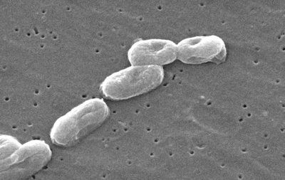 Burkholderia Cepacia Complex