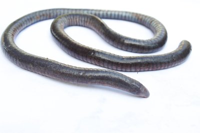 Caecilian