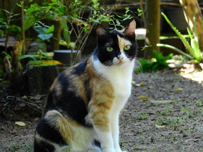 Calico cat