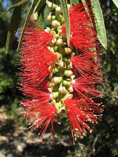 Callistemon