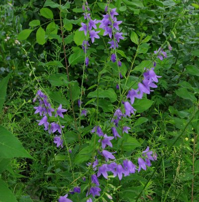 Campanula Rapunculoides