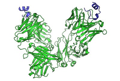 Cancer Immunotherapy
