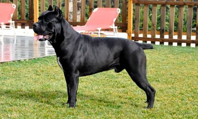 Cane Corso