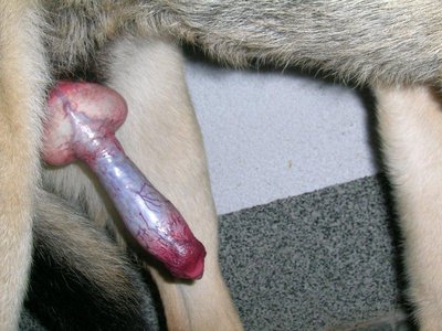 Canine Reproduction