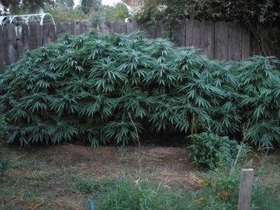 Cannabis Indica