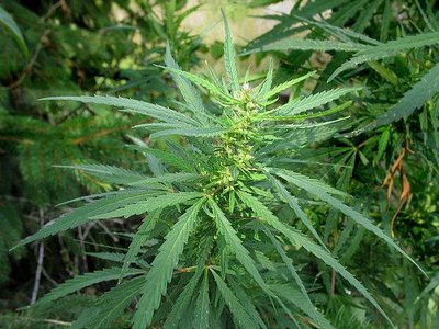 Cannabis Ruderalis