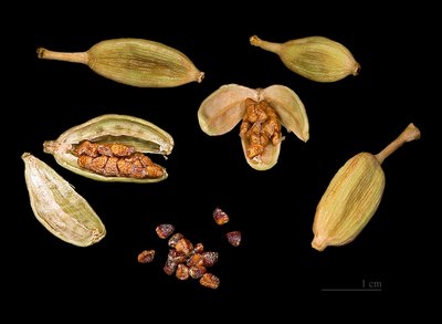 Cardamom