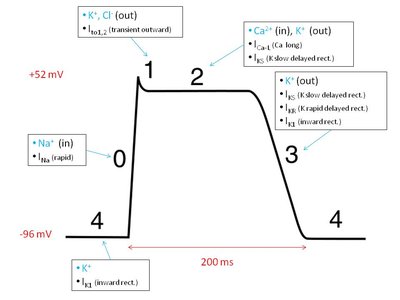 Cardiac Action Potential