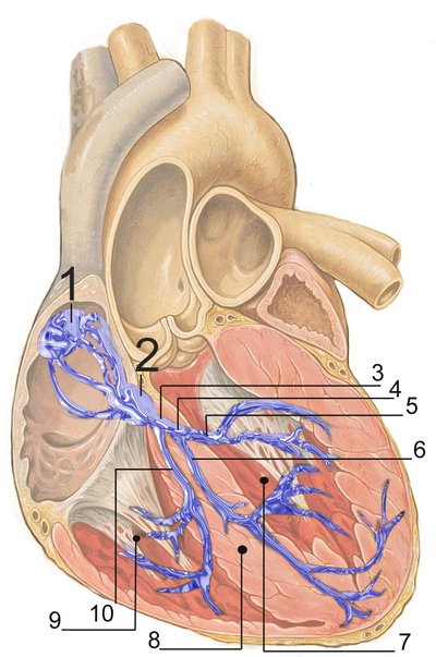 Cardiac Conduction System