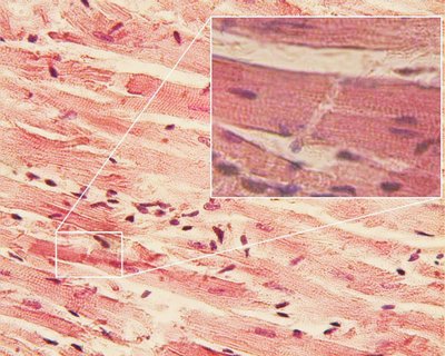 Cardiac Muscle