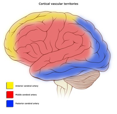 Cerebral Circulation