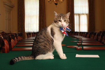 Chief Mouser to the Cabinet Office