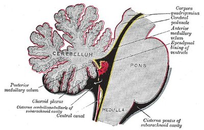 Choroid Plexus