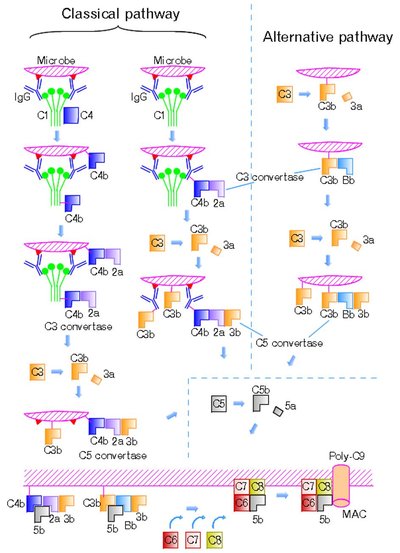 Classical Complement Pathway