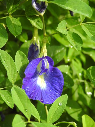 Clitoria ternatea