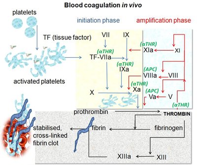 Coagulation