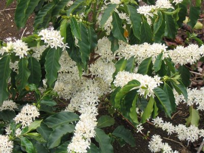 Coffea Arabica