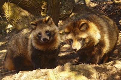 Common Raccoon Dog