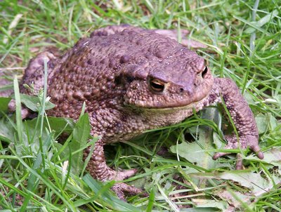 Common toad