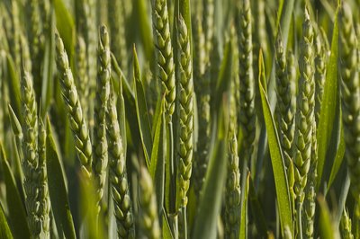 Common Wheat