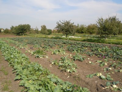 Community-Supported Agriculture