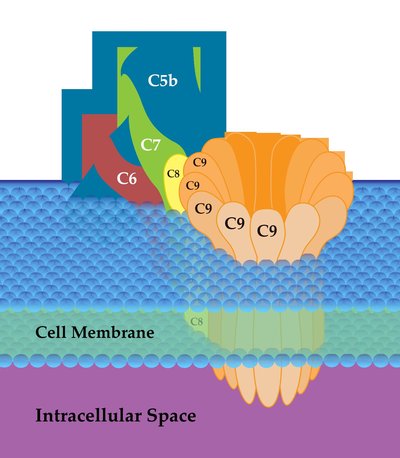 Complement Membrane Attack Complex