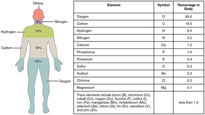 Composition Of The Human Body
