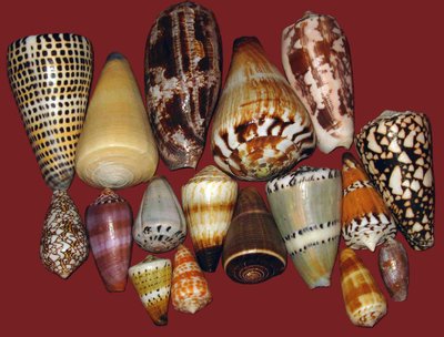 Cone snail