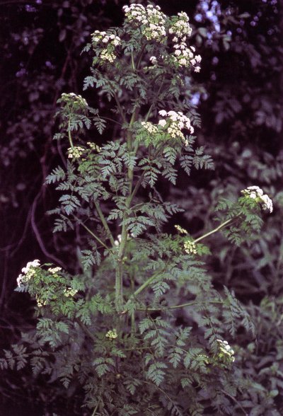 Conium Maculatum