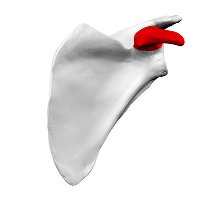 Coracoid Process