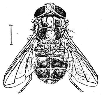 Cordylobia anthropophaga