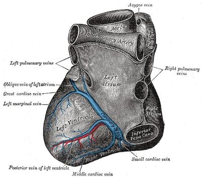 Coronary Sinus