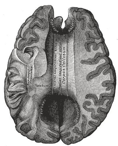 Corpus Callosum