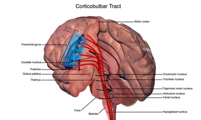 Corticobulbar tract