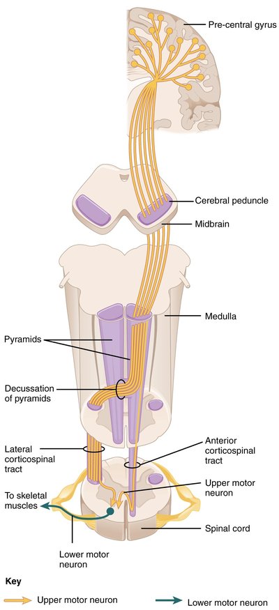 Corticospinal tract