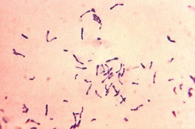 Corynebacterium Diphtheriae