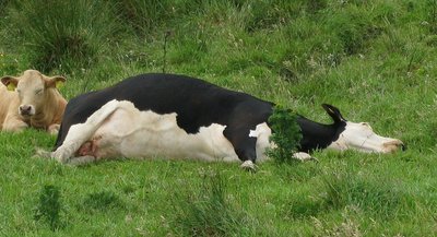 Cow tipping