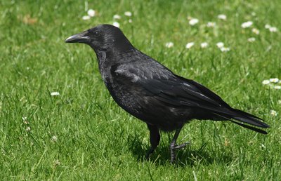 Crow