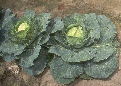 Cruciferous Vegetables