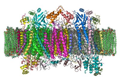 Cytochrome c oxidase