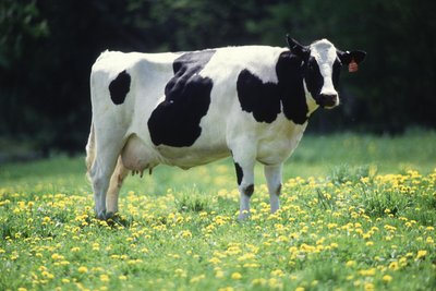 Dairy Cattle