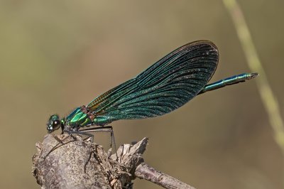 Damselfly