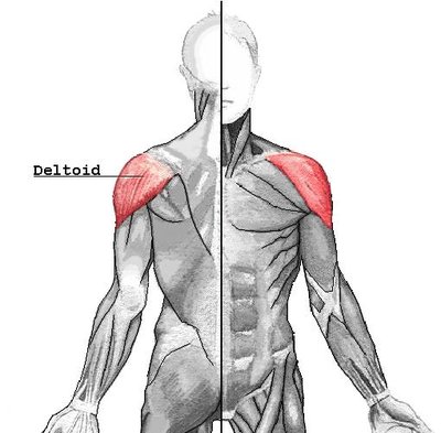 Deltoid Muscle