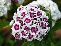 Dianthus Barbatus