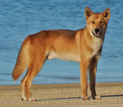 Dingo