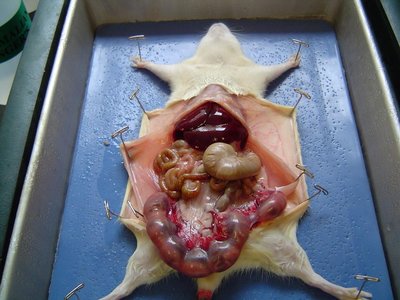 Dissection