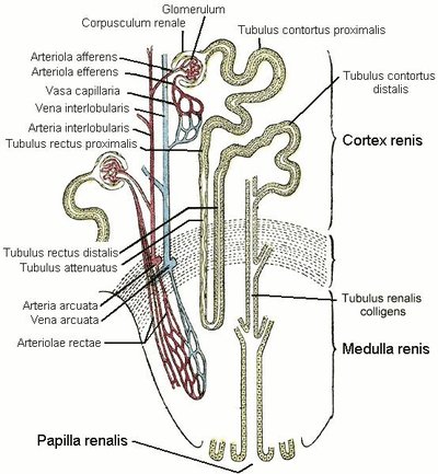 Distal convoluted tubule