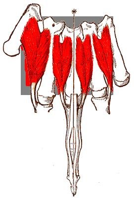 Dorsal interossei of the hand